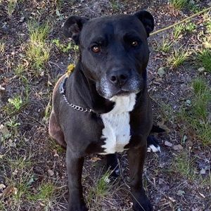 Meet your Posher, Damian